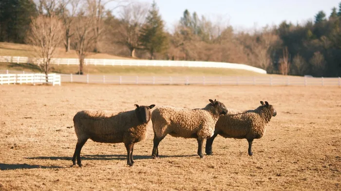 Nelson and Marley, the two resident sheep of The Horse Shoe Farm, standing together in a golden winter pasture